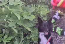 rescate perro Mairena del Aljarafe