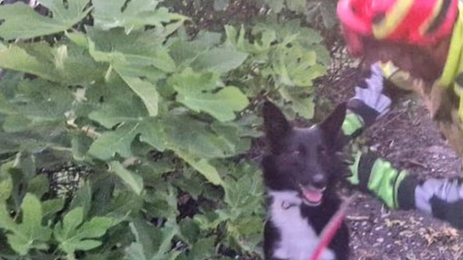 rescate perro Mairena del Aljarafe