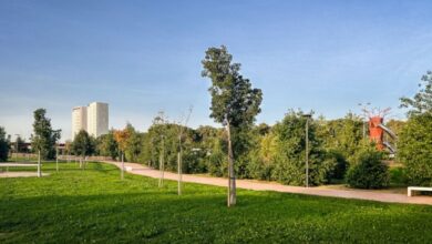 segunda fase Parque Central Mairena del Aljarafe. Creador: Cristina de Cárdenas